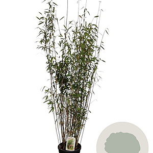 Fargesia 'Winter Joy' 125-150 cm 10L