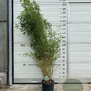 Fargesia 'Winter Joy' 125-150 cm 10L