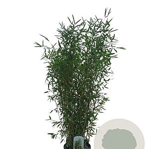 Fargesia 'Winter Joy' 125-150 cm 10L