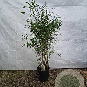 Fargesia 'Winter Joy' 150-175 cm 15L