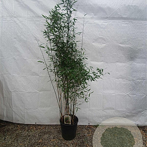 Fargesia 'Winter Joy' 150-175 cm 15L