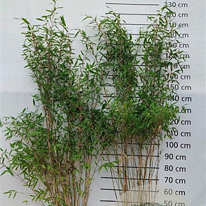 Fargesia 'Winter Joy' 150-175 cm 15L