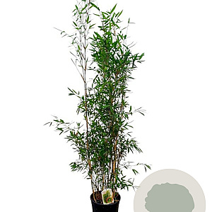 Fargesia 'Winter Joy' 150-175 cm 15L