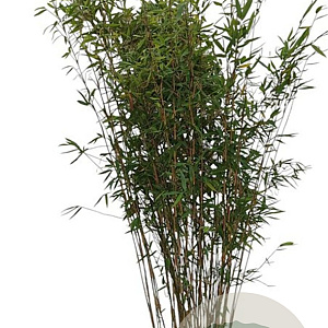 Fargesia 'Winter Joy' 150-175 cm 15L