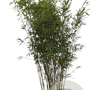 Fargesia 'Winter Joy' 150-175 cm 15L