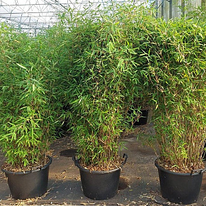 Fargesia 'Winter Joy' 150-200 cm 45L meerstammig