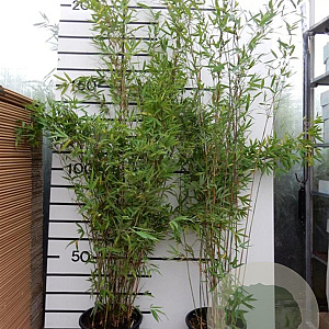 Fargesia 'Winter Joy' 175-200 cm 15L