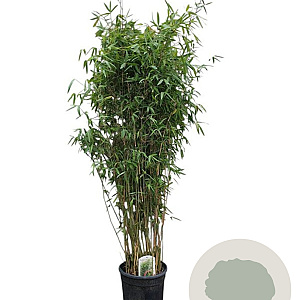 Fargesia 'Winter Joy' 175-200 cm 15L