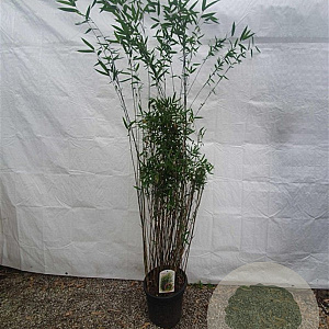 Fargesia 'Winter Joy' 175-200 cm 15L