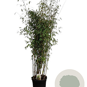 Fargesia 'Winter Joy' 200-250 cm 30L