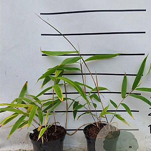 Indocalamus tessellatus 10-20 cm 2,0L