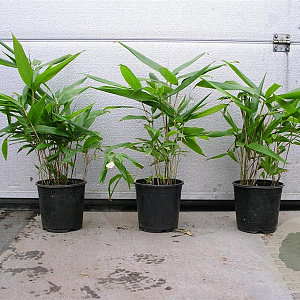 Indocalamus tessellatus 30-50 cm 2,0L