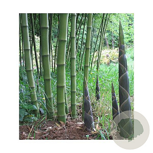 Phyllostachys atrovaginata 100-125 cm 5,0L