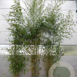 Phyllostachys aurea 300-350 cm 15L