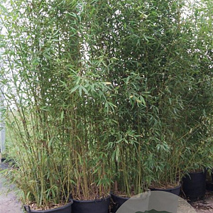 Phyllostachys aurea 350-400 cm cont. 70L