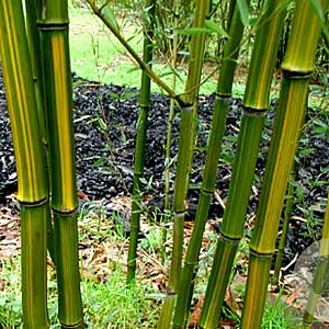 Phyllostachys aureosulcata 'Harbin Inversa' 400-450 cm cont. 160L