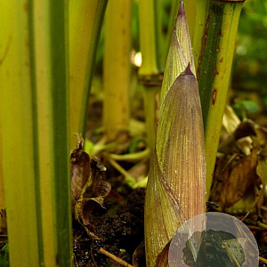 Phyllostachys aur. 'Argus' 400-500 cm 45L