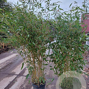 Phyllostachys aureos. 'Spectabilis' 125-150 cm 10L