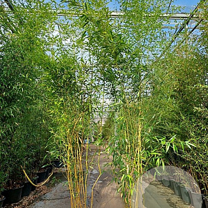 Phyllostachys aureos. 'Spectabilis' 350-400 cm 30L