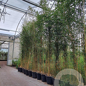 Phyllostachys aureos. 'Spectabilis' 400-450 cm cont. 70L