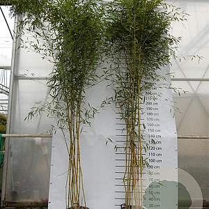 Phyllostachys aureos. 'Spectabilis' 400-500 cm 30L