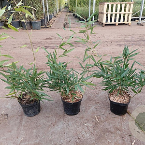 Phyllostachys bissetii 40-50 cm 2,0L