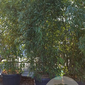 Phyllostachys bissetii 300-400 cm 18L