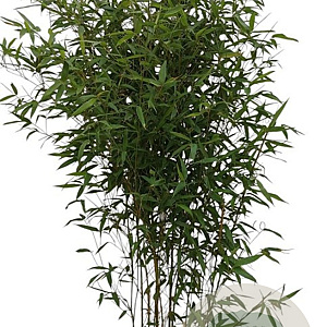 Phyllostachys bissetii 125-150 cm 10L