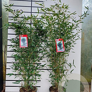 Phyllostachys bissetii 125-150 cm 10L