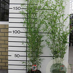 Phyllostachys bissetii 150-200 cm 10L