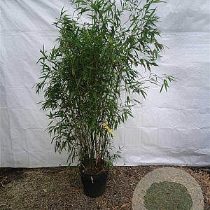 Phyllostachys bissetii 200-250 cm 15L