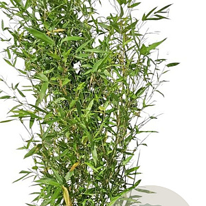 Phyllostachys bissetii 200-250 cm 15L