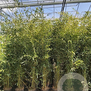 Phyllostachys bissetii 250-300 cm 15L
