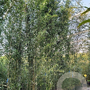 Phyllostachys bissetii 400-450 cm cont. 70L