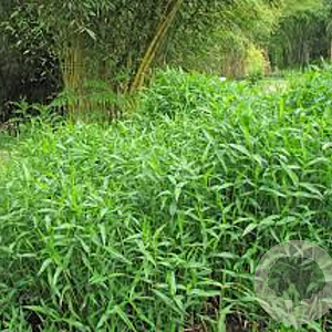 Pleioblastus pygmaeus 10-15 cm 2,0L