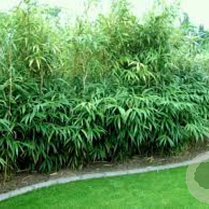 Pseudosasa japonica 225-250 cm 30L