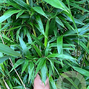 Semiarundinaria fastuosa viridis 175-225 10L