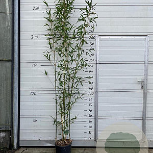 Semiarundinaria fastuosa viridis 175-225 10L