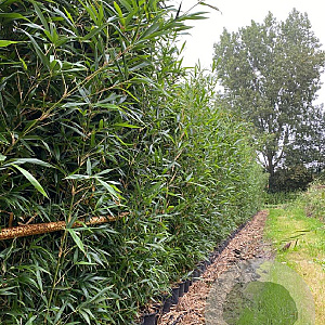 Semiarundinaria fastuosa viridis 175-225 10L