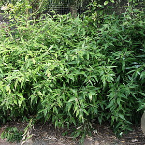 Shibataea kumasasa 10-15 cm 2,0L