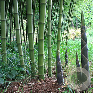 Phyllostachys atrovaginata 'Green Perfume' 175-225 10L
