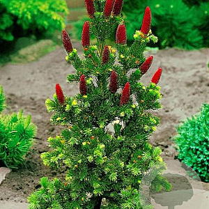 Picea pungens 'Lucky Strike' 150-175 cm cont. 230L solitair