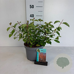 Cornus sang. 'Midwinter Fire' 40-50 cm 35L