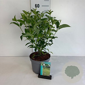 Cornus sericea 'Flaviramea' 50-60 cm 35L