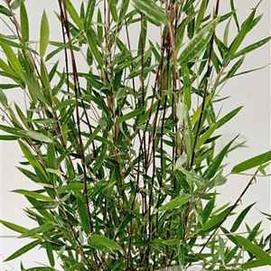 Fargesia Deep Purple 80-100 cm 5,0L