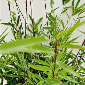 Fargesia nitida 'Black Pearl' 100-125 cm 50L