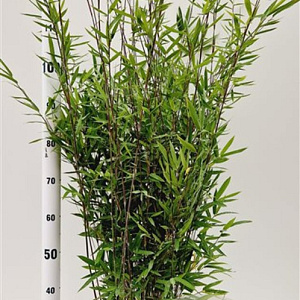 Fargesia nitida 'Black Pearl' 100-125 cm 50L