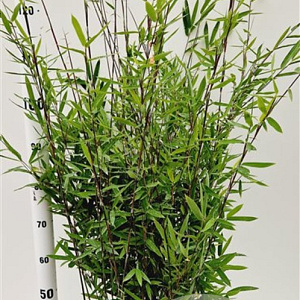 Fargesia nitida 'Black Pearl' 100-125 cm 50L