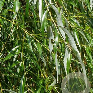 Salix nigra 150-175 cm met kluit