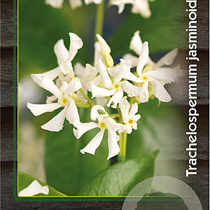 Trachelospermum jasminoides 150-175 cm 5,0L